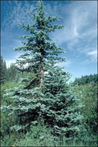 BlauFichte Picea pungens