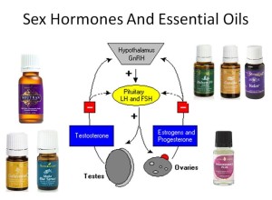 Sex und Hormone