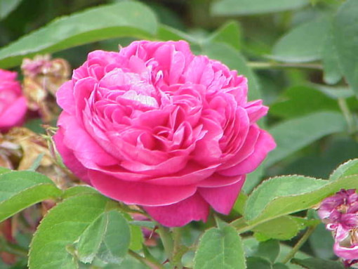 Rose Damascena